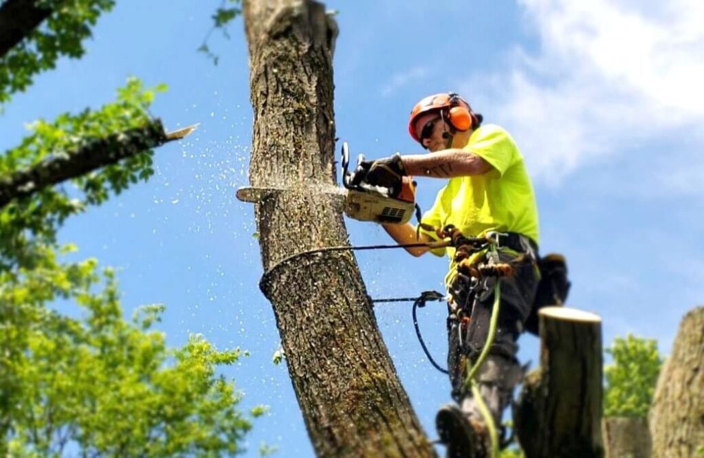 Why Professional Tree Care Is Essential for a Safe and Beautiful Property