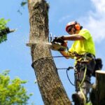 Why Professional Tree Care Is Essential for a Safe and Beautiful Property
