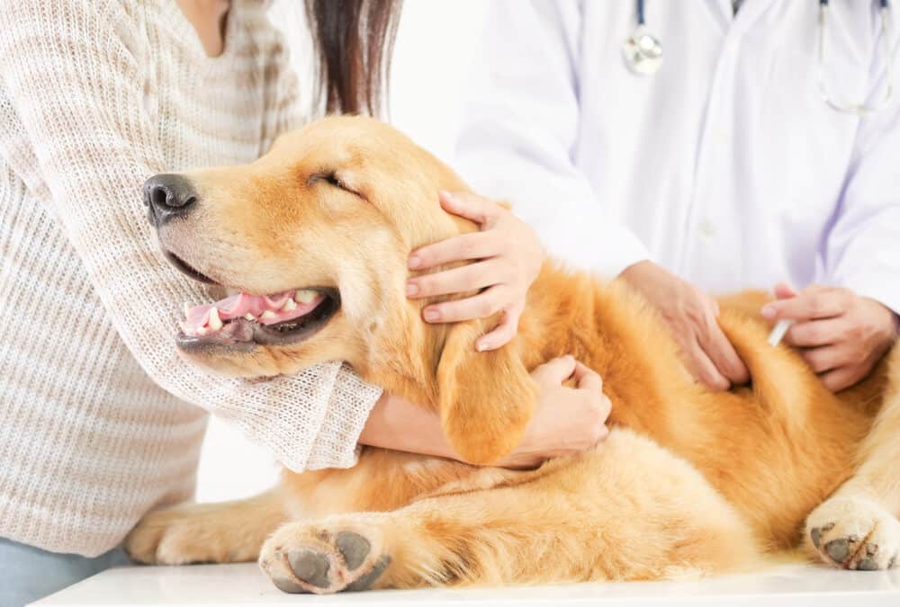 Simple Tips for Tracking Your Pet’s Vaccination Schedule and Health Checkups