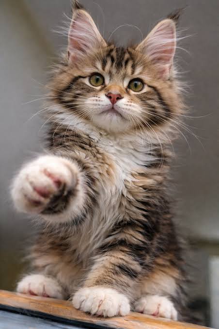 Maine Coon Polydactyl Kittens for Sale | Healthy Cats | NW Coonies