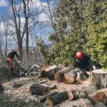 How Is Tree Felling Carried Out Safely and Efficiently?