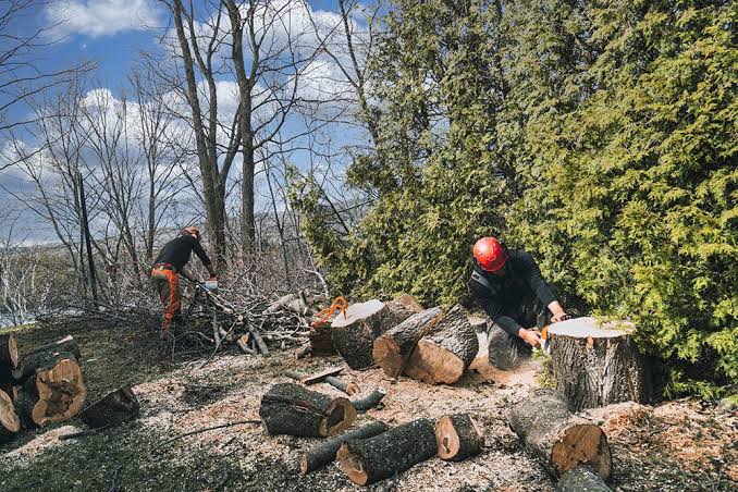 How Is Tree Felling Carried Out Safely and Efficiently?