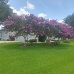 7 Reasons Homeowners Trust Lawn Care Professionals With Their Yards