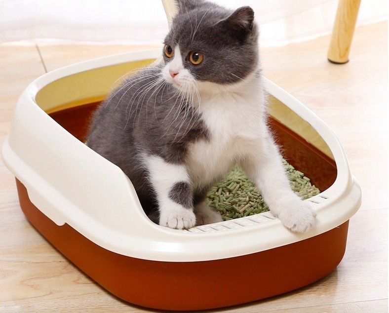 Proven Cat Litter Training Tips for Kittens