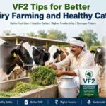 VF2 Tips for Better Dairy Farming and Healthy Cattle in India