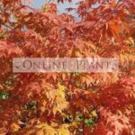 The Enduring Beauty of Japanese Maples in Australian Gardens
