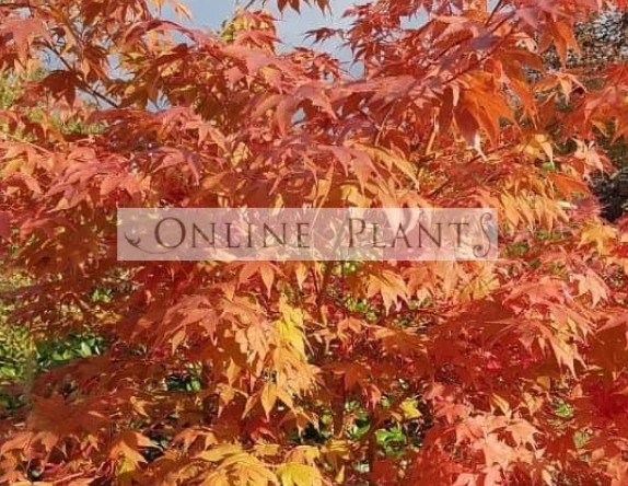 The Enduring Beauty of Japanese Maples in Australian Gardens