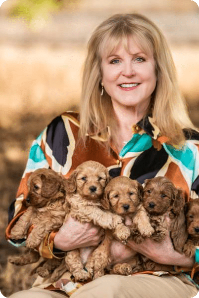 How Can the First Few Weeks Shape Goldendoodle Puppies in Ventura County for Life?