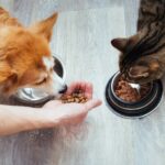 Smart Pet Nutrition Advice on a Budget