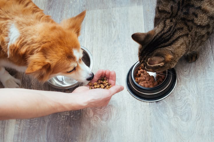 Smart Pet Nutrition Advice on a Budget