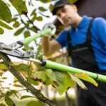 Tree Topping for Safer, Healthier, and Better Looking Trees