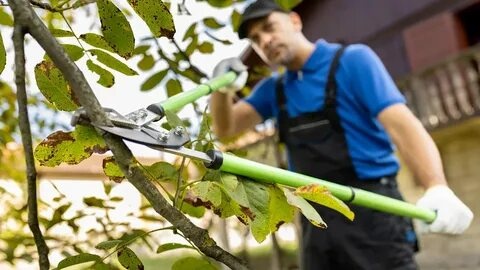 Tree Topping for Safer, Healthier, and Better Looking Trees