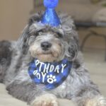 Are Mini Sheepadoodle Puppies in Bakersfield, Kern County the Right Fit for Your Family’s Lifestyle?