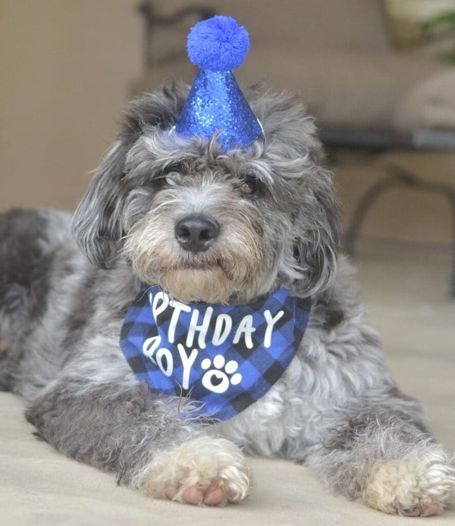 Are Mini Sheepadoodle Puppies in Bakersfield, Kern County the Right Fit for Your Family’s Lifestyle?