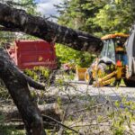 10 Warning Signs You Need Dangerous Tree Removal in Woodstock GA