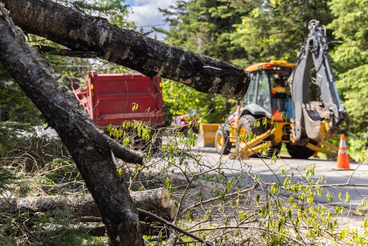 10 Warning Signs You Need Dangerous Tree Removal in Woodstock GA