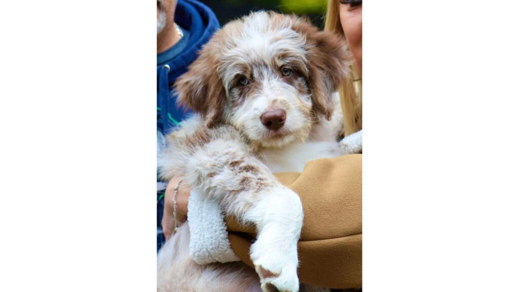 Why Are Goldendoodle Puppies Perfect for Families with Children?
