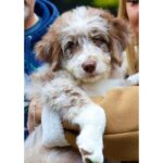 Why Are Goldendoodle Puppies Perfect for Families with Children?