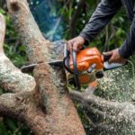 Looking for Professional Tree Stump Removal in Sugar Land to Clear Your Yard Quickly and Safely?