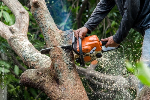Looking for Professional Tree Stump Removal in Sugar Land to Clear Your Yard Quickly and Safely?