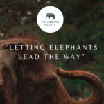 Elephant Sanctuary Tour