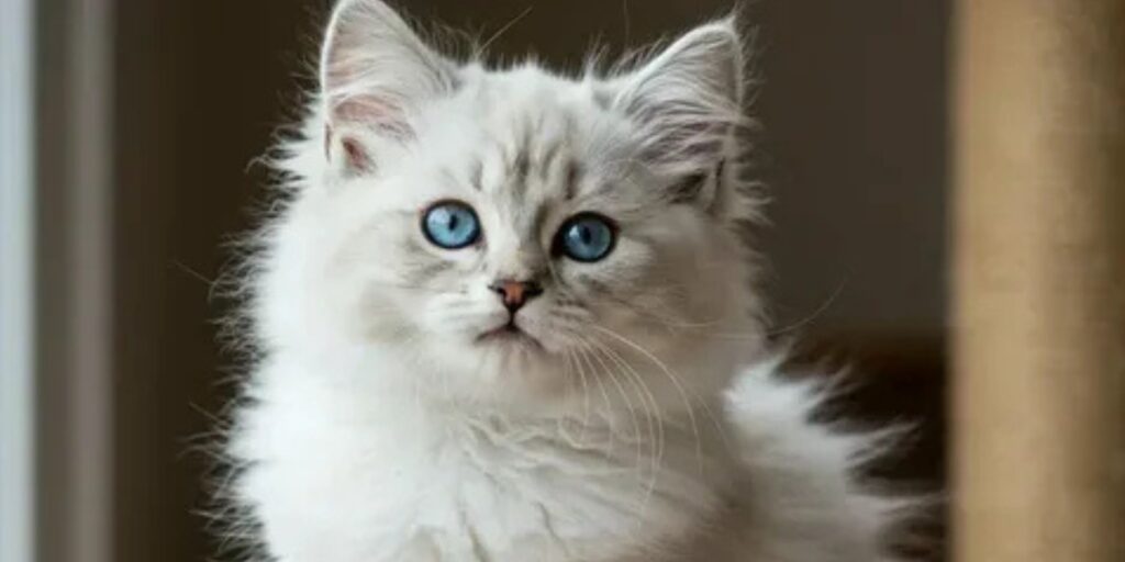 Your Ultimate Checklist for Evaluating Siberian Hypoallergenic Cats for Sale in Washington
