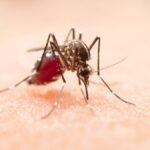 How Can Mosquito Pest Control Help You Enjoy Your Yard Again?