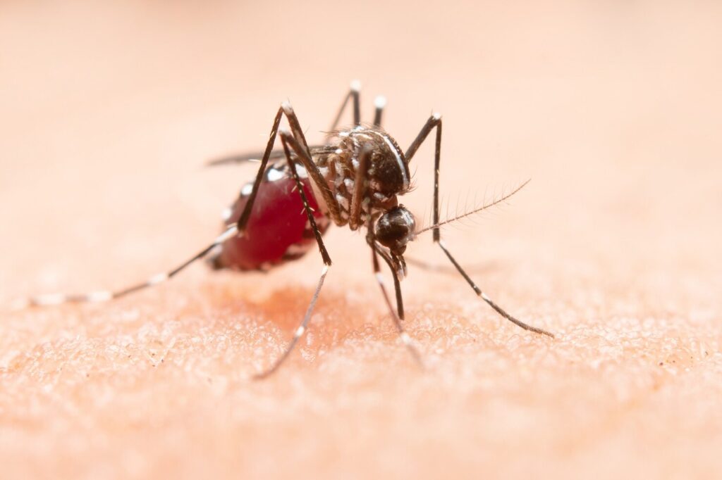How Can Mosquito Pest Control Help You Enjoy Your Yard Again?