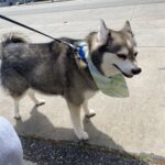 How Can Expert Pet Groomers in Burbank Reduce Stress During Grooming?