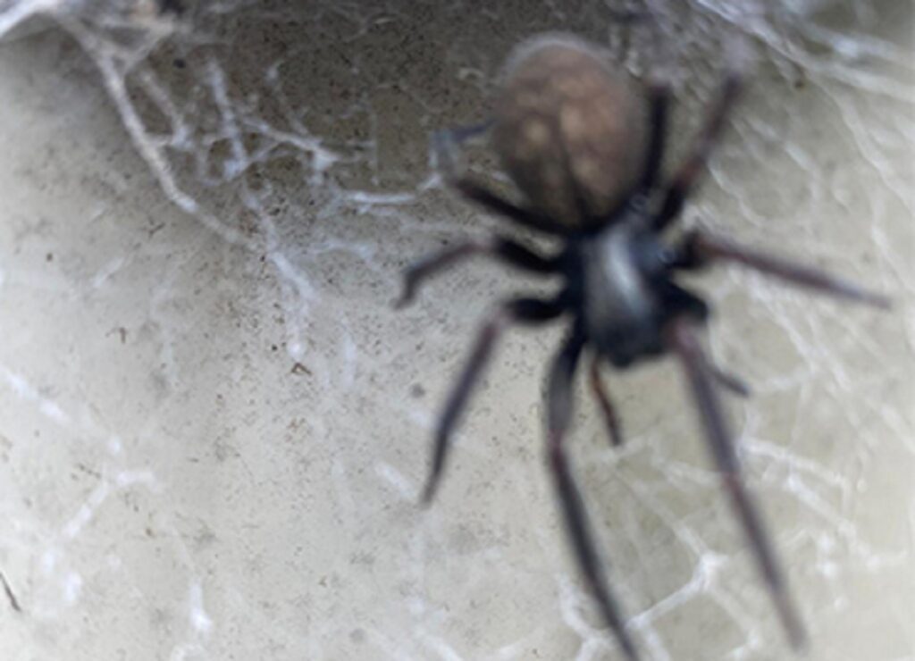 Pest Control Calwell