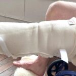 How to Choose the Best Medical Sheepskin for Everyday Comfort?