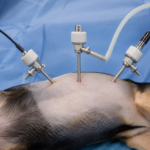 Laparoscopic Trocars Supporting Access in Veterinary Surgery