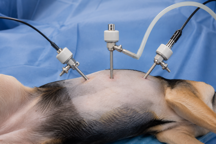 Laparoscopic Trocars Supporting Access in Veterinary Surgery