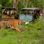 Bhadra Tiger Reserve Safari: The Ultimate Guide for Wildlife Lovers