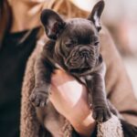 What to Know Before Looking for Frenchie Puppies?