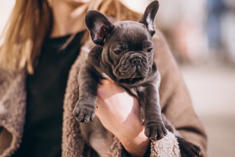 What to Know Before Looking for Frenchie Puppies?