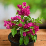 Is Bougainvillea Plant Good for Home? Benefits, Care & Décor Ideas | Alamkari