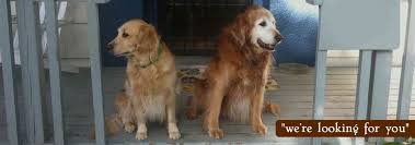 Expert Dog Daycare With Special Care Of Medical Needs In Portland