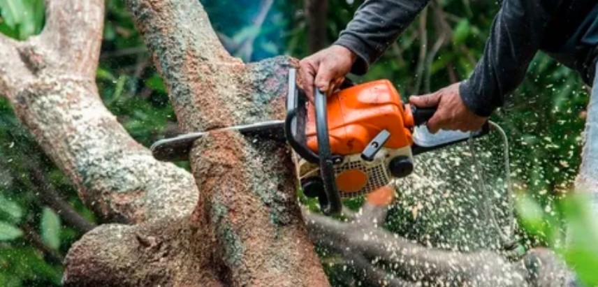 Professional Tree Cutting Service: Safe Solutions for Healthy Outdoor Spaces