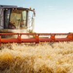 How to Find the Right Wholesale Millet Food Supplier in Delhi