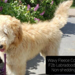 Are Labradoodles the Right Choice for Your Lifestyle? Understanding Shedding, Coats, and Lifespan