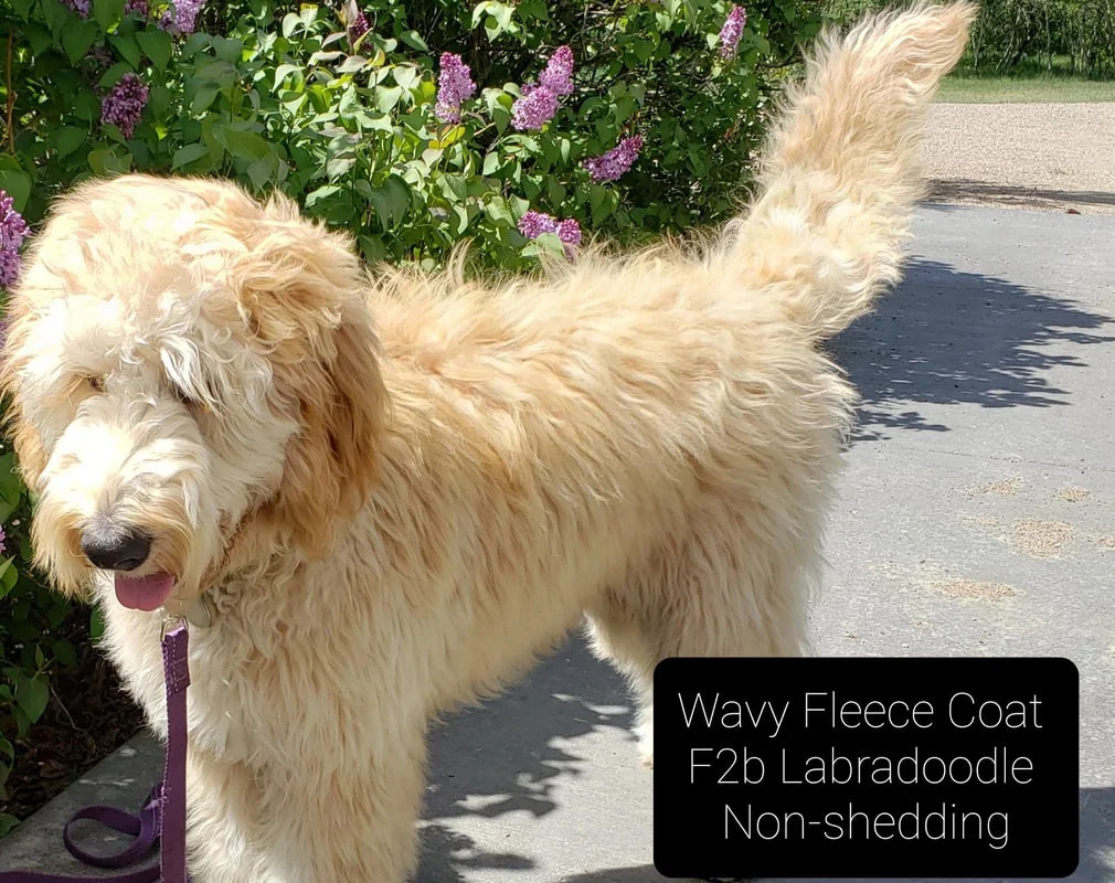 Are Labradoodles the Right Choice for Your Lifestyle? Understanding Shedding, Coats, and Lifespan