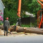 Tree Removal in Bedford, KY: Why Safe Tree Care and Healthy Shrubs Matter for a Beautiful Property