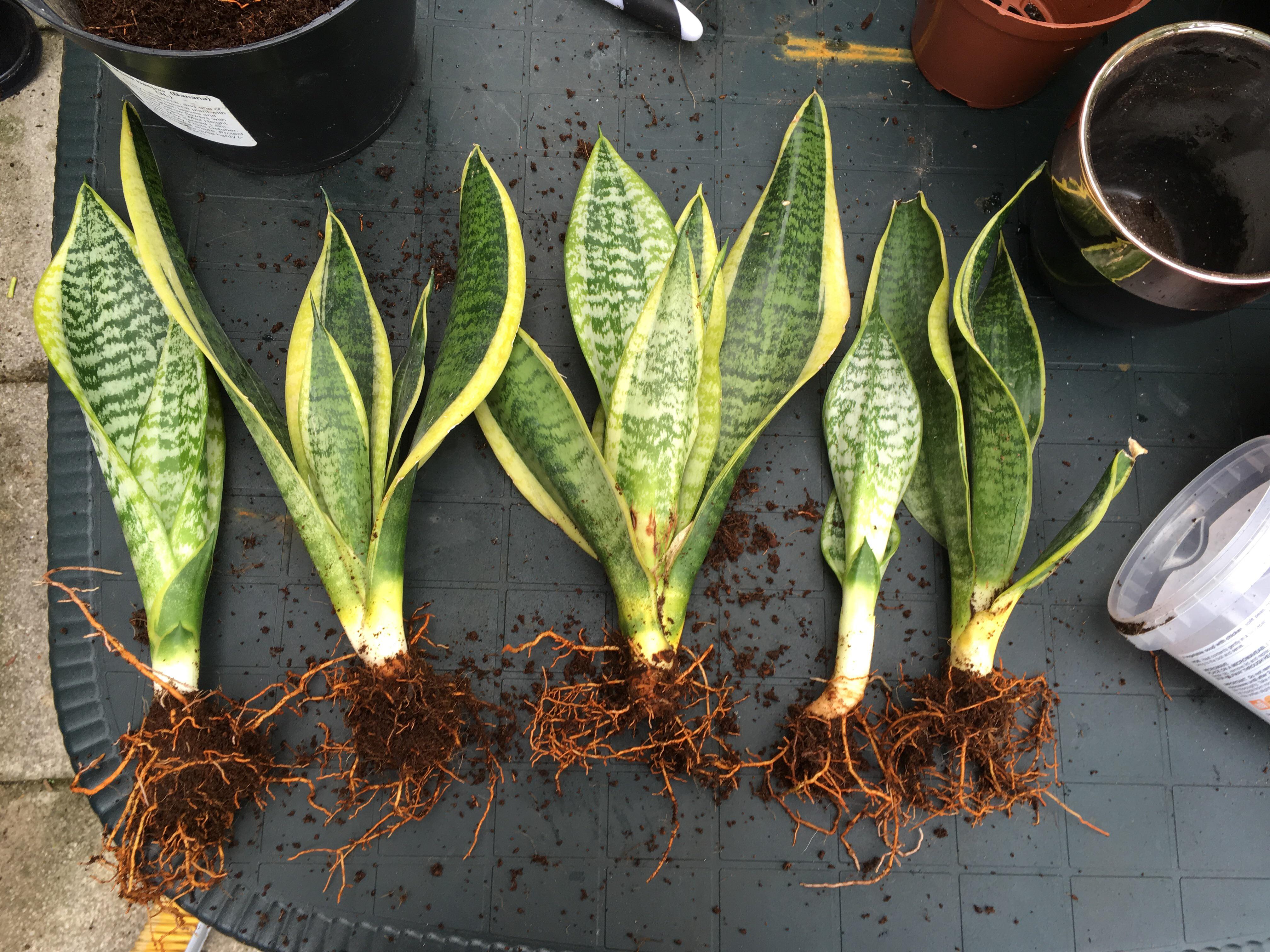 Snake Plant: The Hero | Quepinch