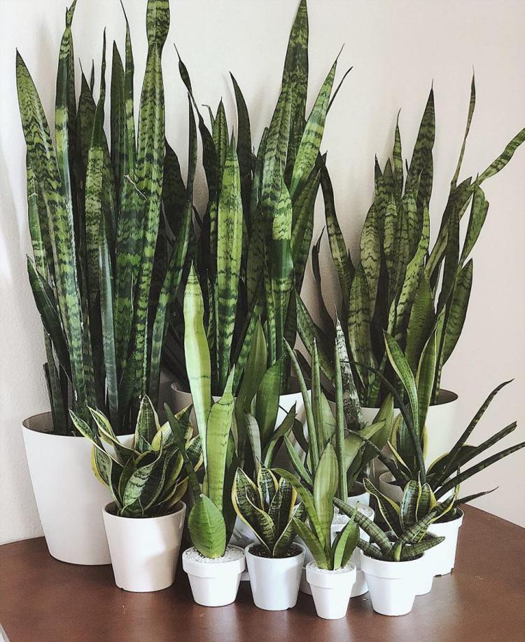 Snake Plant The Hero Quepinch