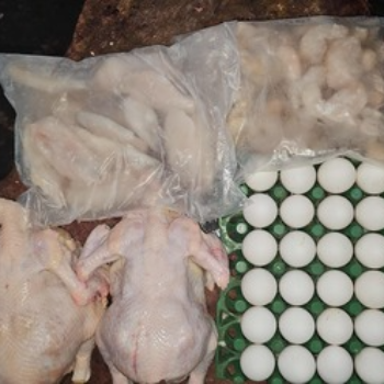 How Fresh Chicken Solves Asha's Daily Dilemma