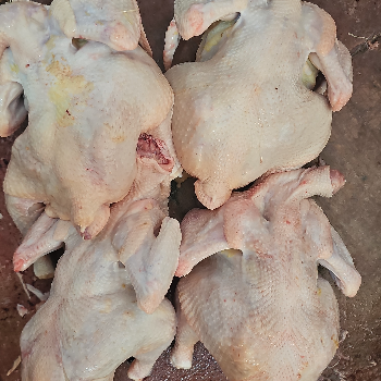 Discover the Secret to Stress-Free Meals with Vencobb Chicken