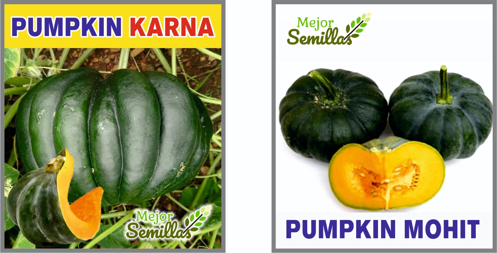 Harvesting Success: How F1 Pumpkin Seeds Transformed Mohit's Farming Journey