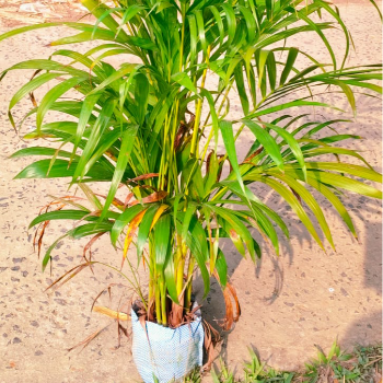 Transform Your Space with the Arika Palm Plant: An Oasis of Calm and Elegance