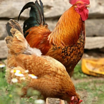 Embrace Tradition with a Modern Twist: The Story of Country Chicken